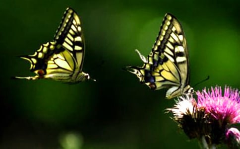 有關(guān)蝴蝶的好詞好句