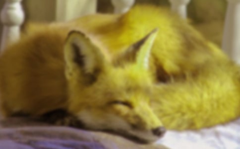 《狐貍與我》觀后感(精選20篇)