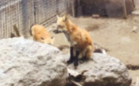 狐貍和公雞作文2篇