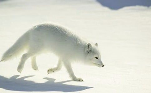 【經(jīng)典】續(xù)寫狐貍和烏鴉作文