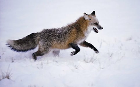 狐貍和烏鴉的看圖作文(精選25篇)