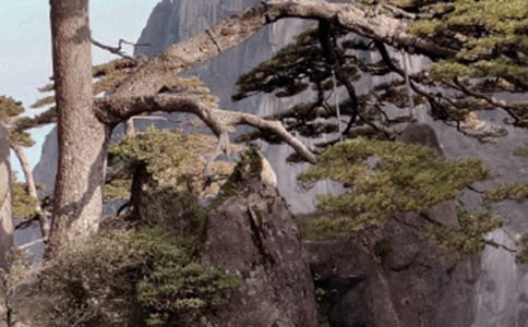 關(guān)于游黃山作文7篇