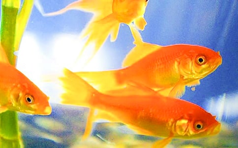 ���С���~