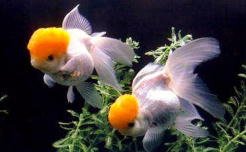 小學(xué)四年級(jí)作文:兩條金魚的啟示