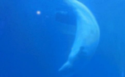 鯨魚的自述作文12篇(通用)