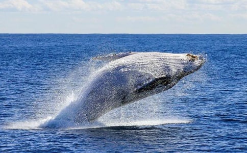 夢見鯨魚噴水是什么寓意