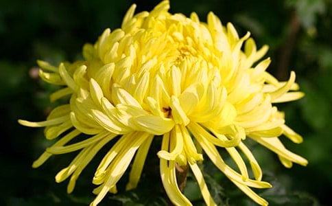 關(guān)于贊美菊花的名人名言