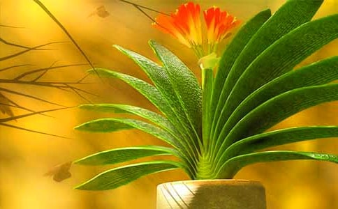 君子蘭開花作文