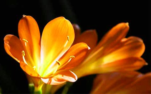 君子蘭作文(優(yōu)秀)