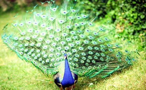 孔雀的小學作文匯編八篇