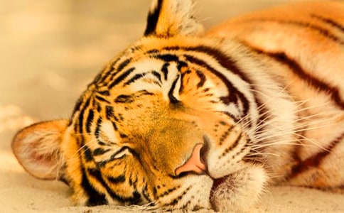 小老虎歷險記讀后感范文通用3篇