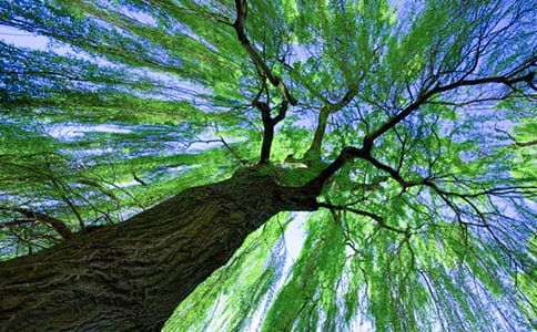 柳樹變化作文7篇