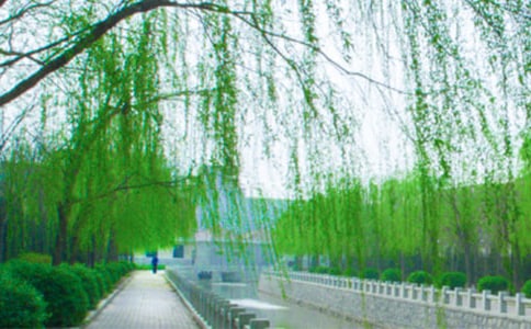 冬天柳樹(shù)的作文范文