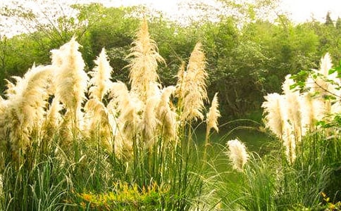 (精華)蘆葦?shù)淖魑?篇