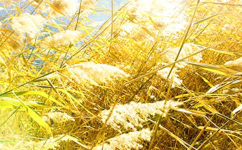 蘆葦的心事散文