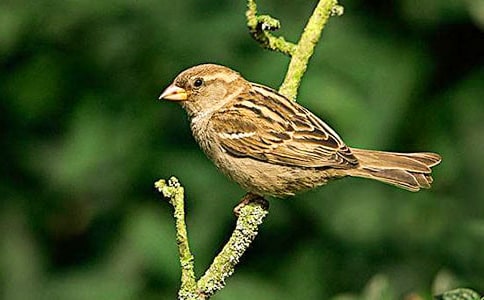 讀《麻雀》后感