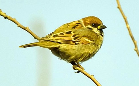 關(guān)于麻雀說明文作文