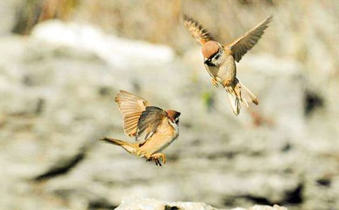 �ɐ�(��i)��`С��ȸС�W(xu��)���꼉(j��)��(y��u)������