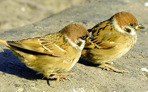 可愛的小麻雀小學(xué)四年級作文