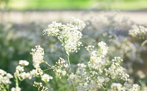 美麗的滿天星作文2篇