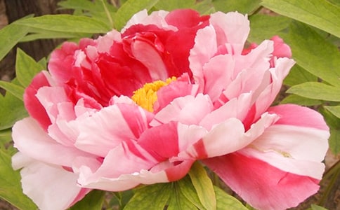 �茑(xi��)ĵ���ľ���