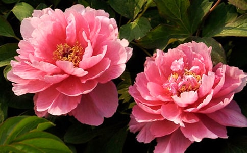 ��ɫܽ�أ����bĵ������