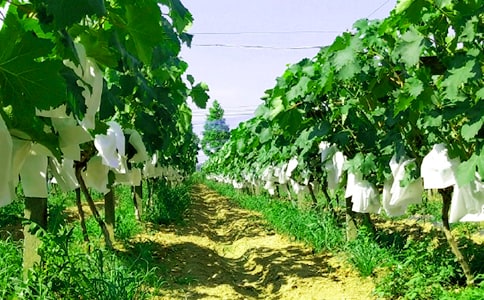 農(nóng)家樂作文10篇