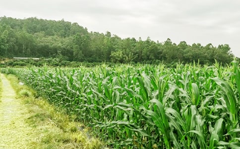 �r�Ҙ��Ŀ���h��