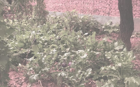 農(nóng)作物抗旱救災工作實施方案范文(精選7篇)