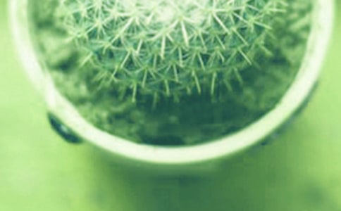 清新盆栽綠小學(xué)作文