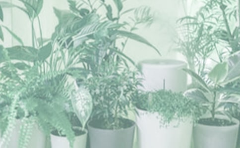 ���Ե�����