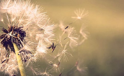 �ѹ�Ӣ�ļs������10ƪ�����ϣ�