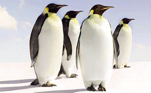 企鵝的作文15篇(實用)