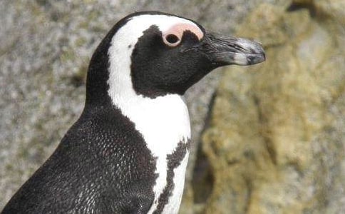 登上企鵝島教學(xué)課件