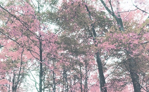 2017С���＾�̌W(xu��)Ӌ��