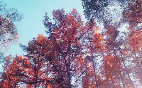 �茑�����(y��ng)��ľ���