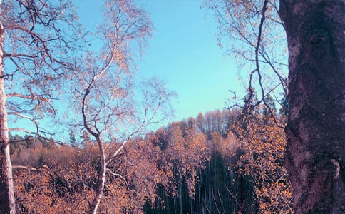 �������Z(y��)���ķ��ģ�ͨ��28ƪ��