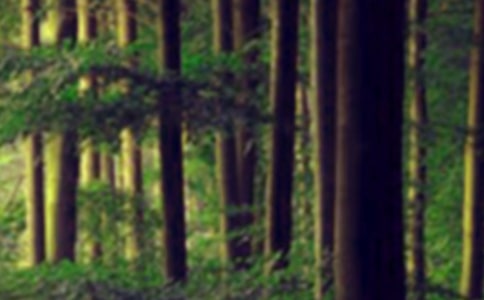 �W(xu��)���¼��L(zh��ng)ɭ�ַ����һ����