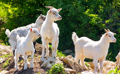 小山羊小學(xué)作文