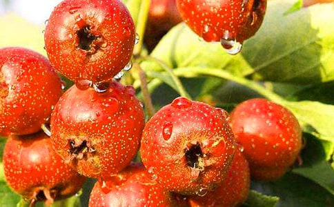 山楂樹之戀觀后感