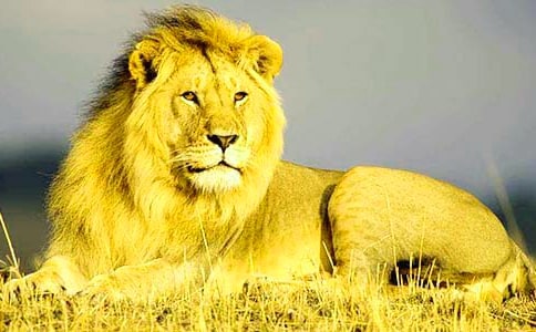 ����ֻС�{�ӡ��̰��̌W(xu��)�O(sh��)Ӌ(j��)�n�����̌W(xu��)��˼