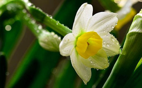 《水仙子·自足》注釋簡(jiǎn)析