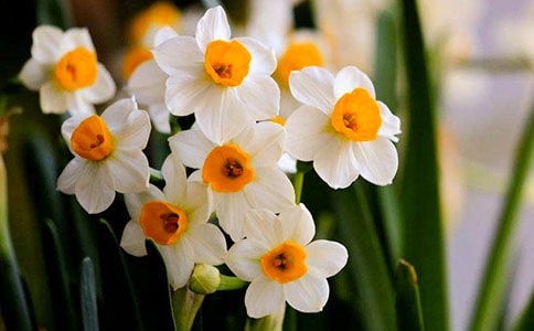 關(guān)于描寫水仙花的散文