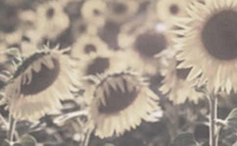 寫太陽花的作文三篇