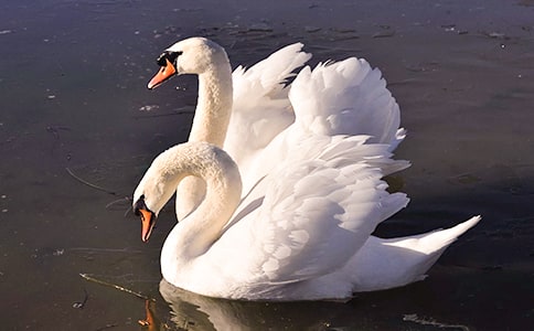 ���l(xi��ng)�İ����Z����