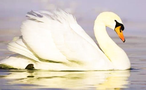 天鵝的故事評課稿