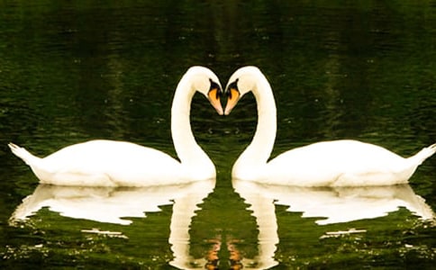 《天鵝湖》觀后感(通用17篇)