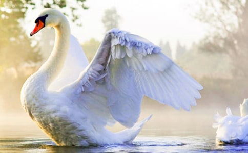 蛤蟆與天鵝作文