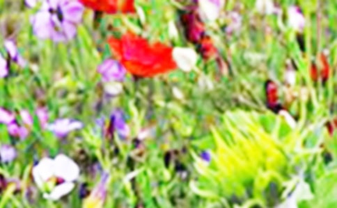 夢中的田野作文