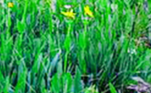 春光·田野·我作文